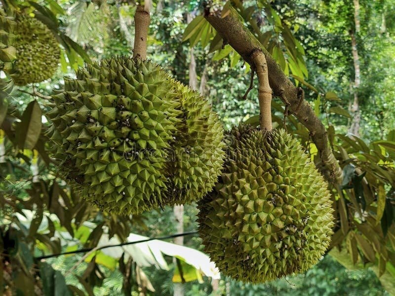 Đầu tư đất nông nghiệp: Mô hình dòng tiền & quy trình 5 bước